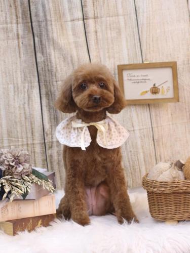 20241018きなこちゃん